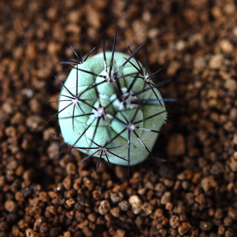 Ortegocactus / マクドガリー
