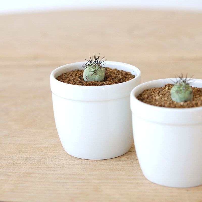 Ortegocactus / マクドガリー