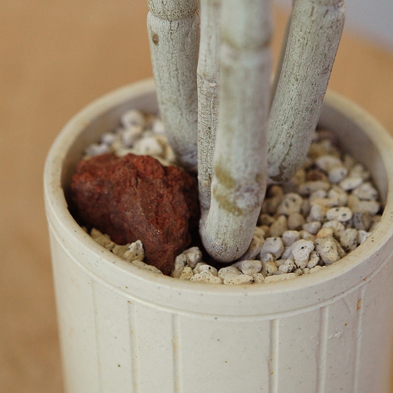 Ceropegia フスカ x antique pot