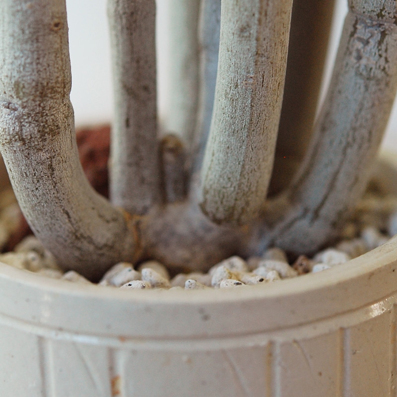 Ceropegia フスカ x antique pot