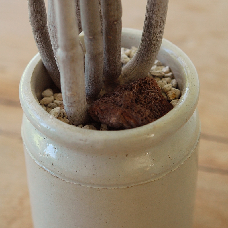 Ceropegia フスカ x antique pot