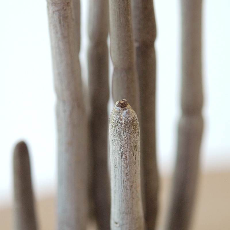 Ceropegia フスカ x antique pot