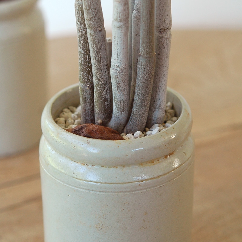 Ceropegia フスカ x antique pot