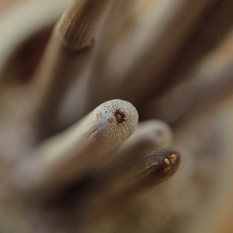 Ceropegia フスカ x antique pot