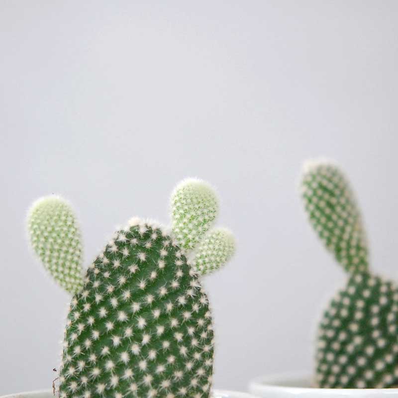 象牙団扇、白桃扇 / Opuntia