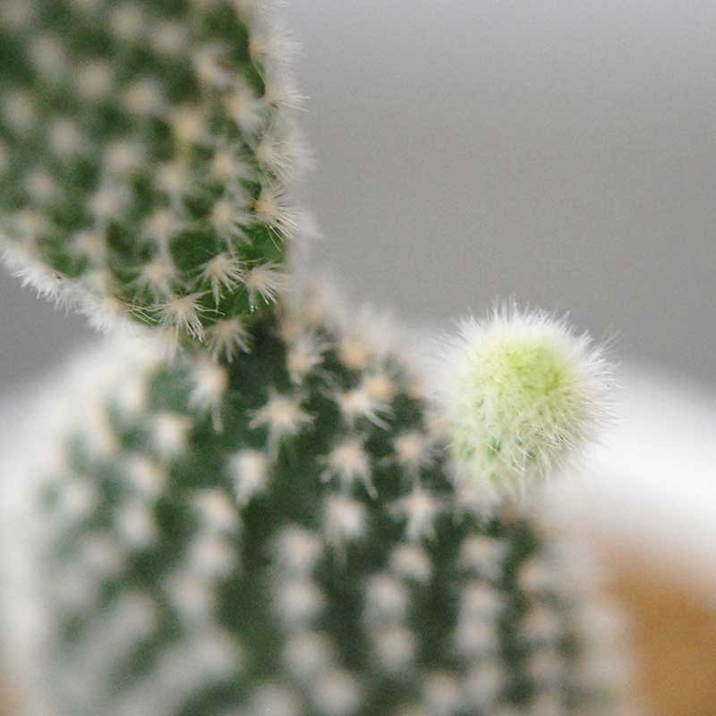 象牙団扇、白桃扇 / Opuntia