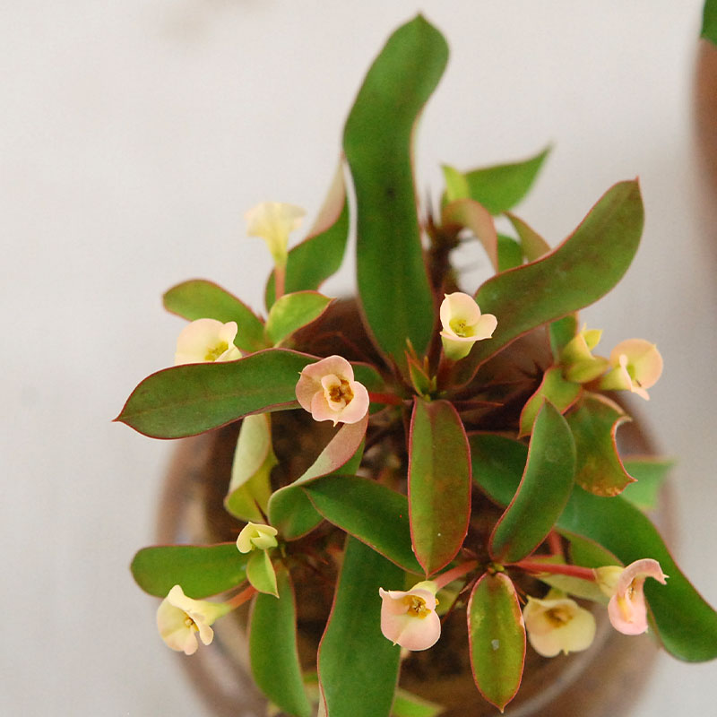 Euphorbia 花麒麟(白花) x antique イギリスジャー | 多肉植物の