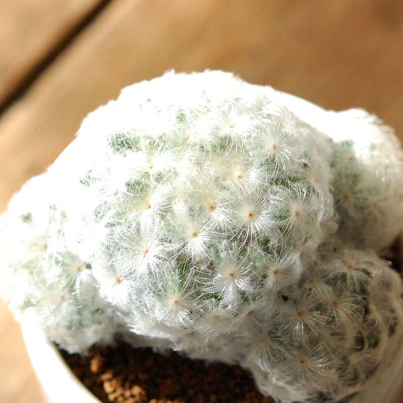 白サボテン X イギリスジャー 多肉植物の専門店 Solxsol ソルバイソル