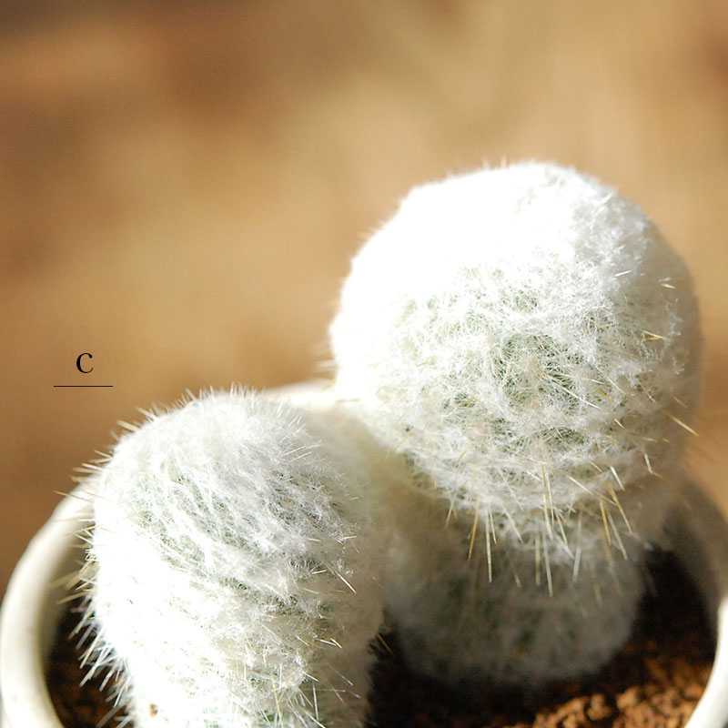 白サボテン X イギリスジャー 多肉植物の専門店 Solxsol ソルバイソル