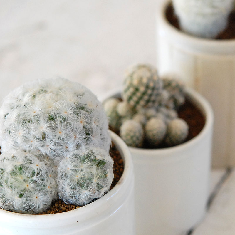 白サボテン X イギリスジャー 多肉植物の専門店 Solxsol ソルバイソル
