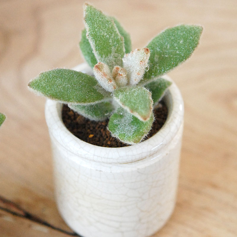 Kalanchoe ラッキーガール x antique pot