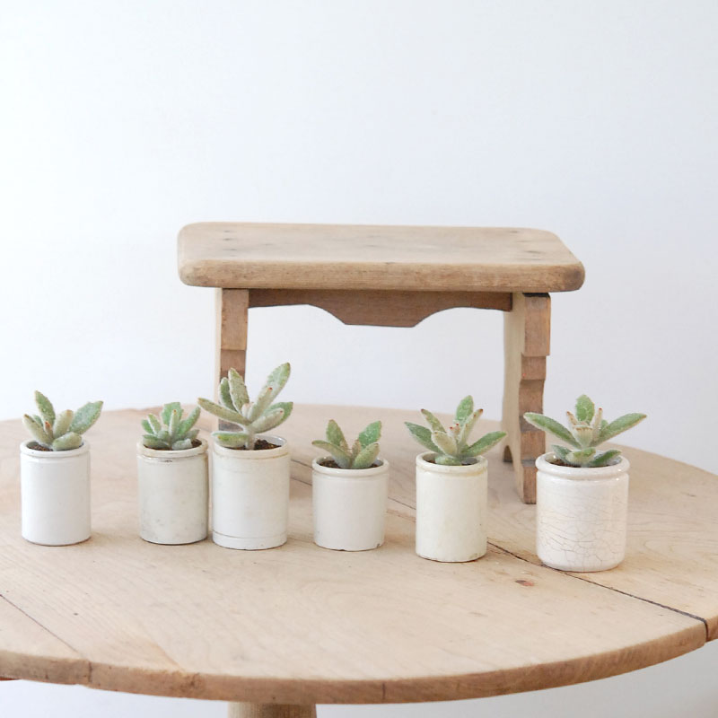 Kalanchoe ラッキーガール x antique pot