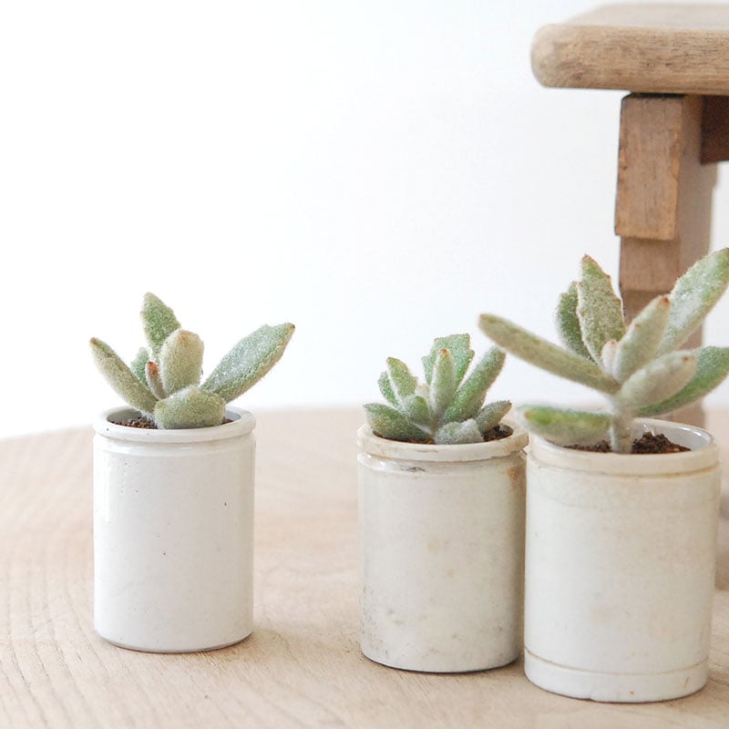 Kalanchoe ラッキーガール x antique pot