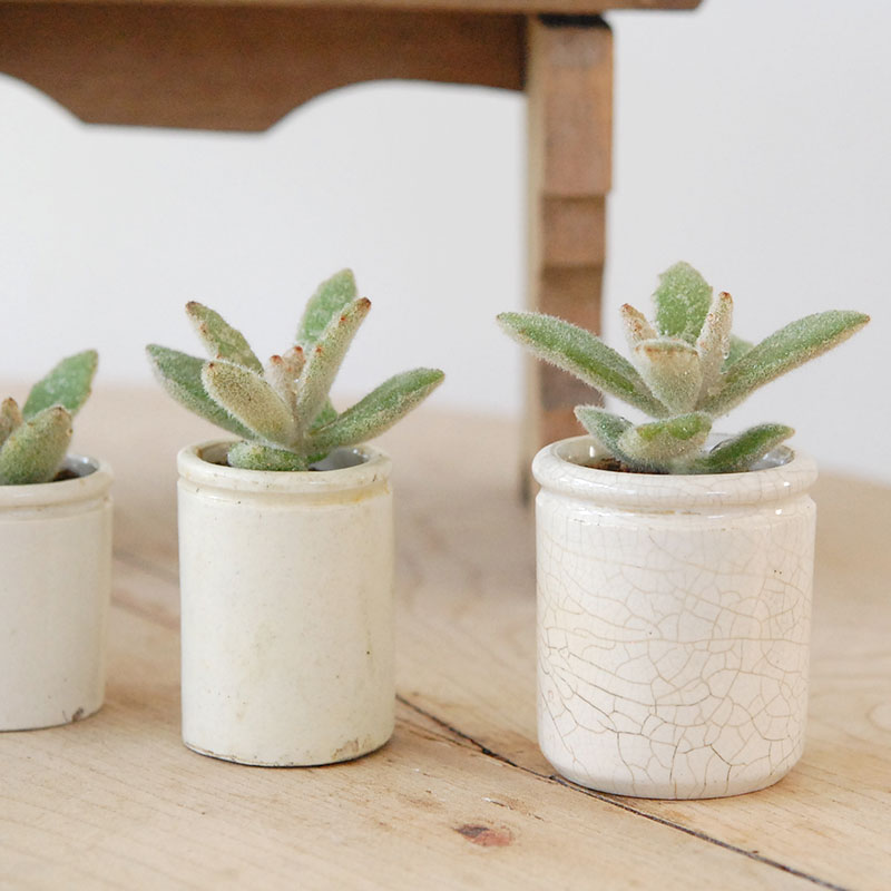 Kalanchoe ラッキーガール x antique pot