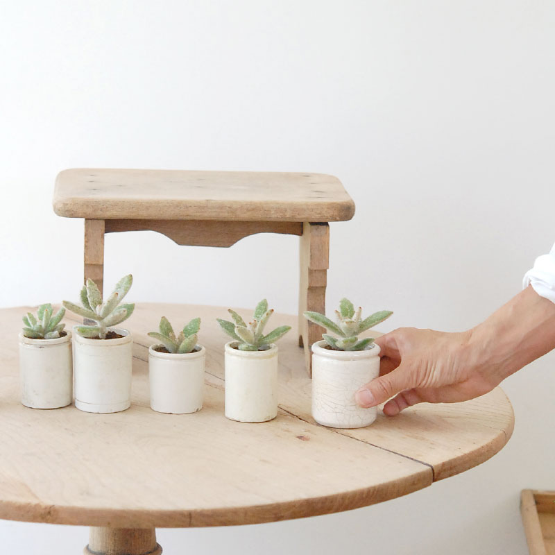 Kalanchoe ラッキーガール x antique pot