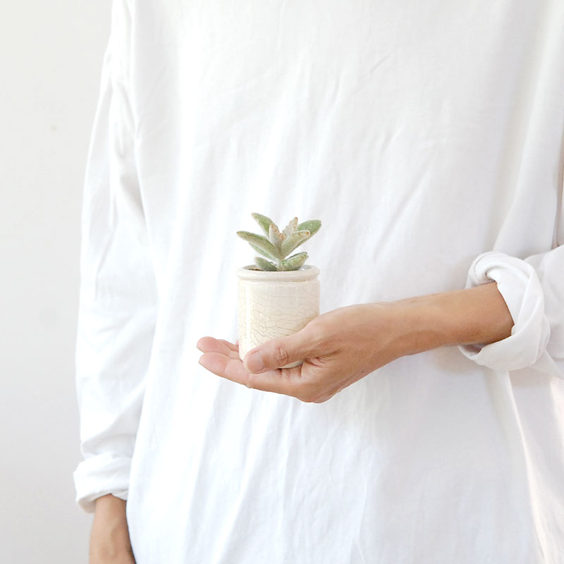 Kalanchoe ラッキーガール x antique pot | 多肉植物の専門店