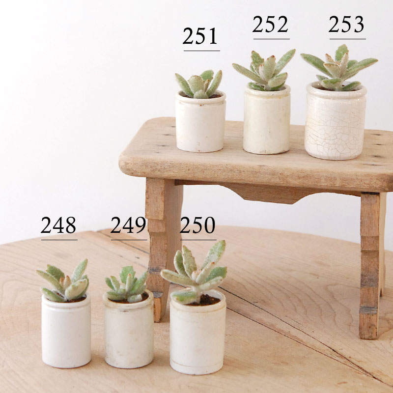 Kalanchoe ラッキーガール x antique pot