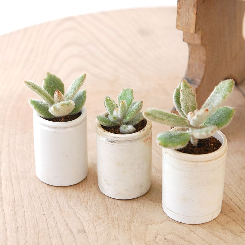 専用‼︎多肉植物^o^  ラッキーガール ラッキーガール,兎シリーズ,兎販売,ラッキーガール通販,ラッキー