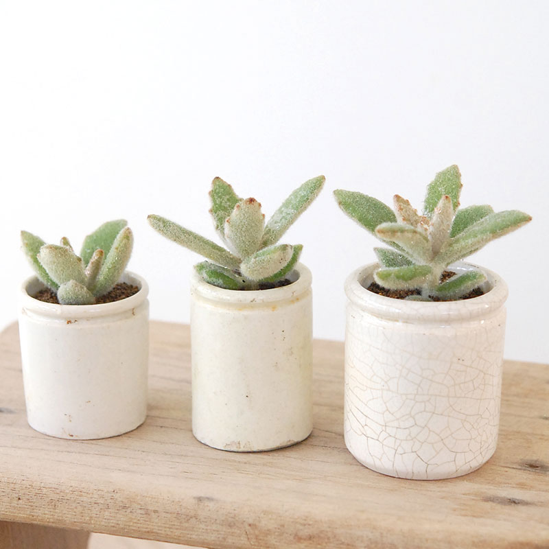 専用‼︎多肉植物^o^  ラッキーガール Kalanchoe ラッキーガール x antique pot | 多肉植物の専門店