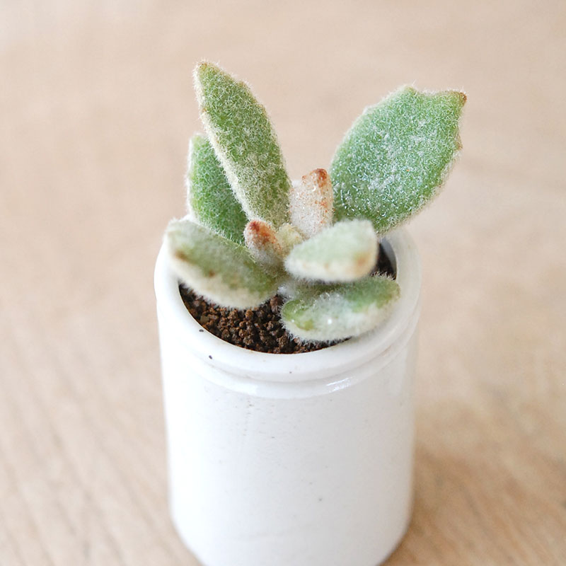 Kalanchoe ラッキーガール x antique pot