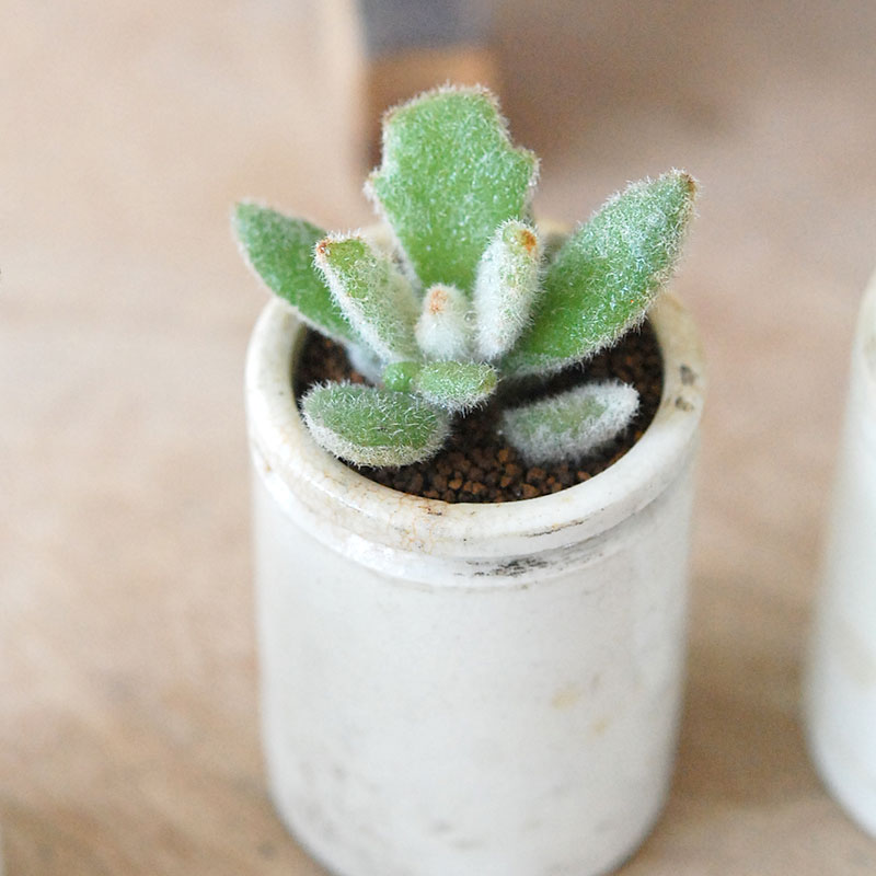 Kalanchoe ラッキーガール x antique pot