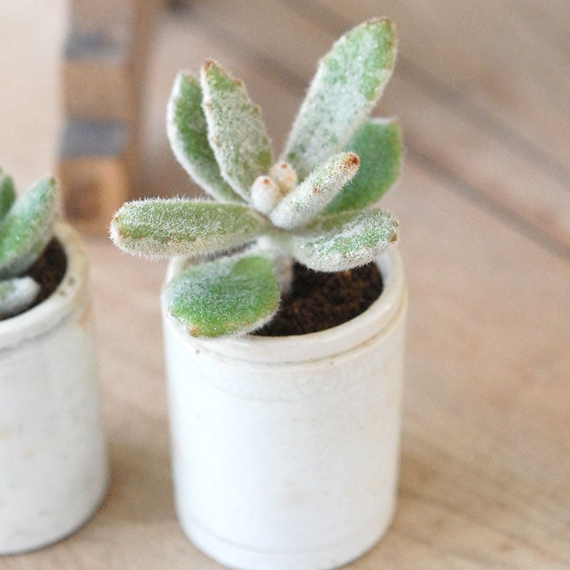 専用‼︎多肉植物^o^  ラッキーガール Kalanchoe ラッキーガール x antique pot | 多肉植物の専門店