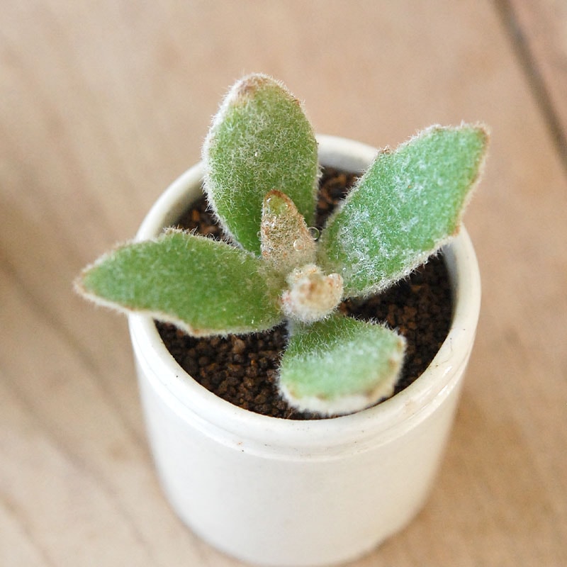 Kalanchoe ラッキーガール x antique pot