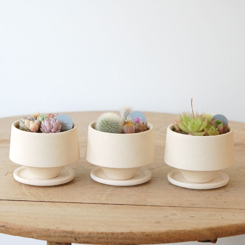 送料無料!【 CACTUS 】 Mother’s day gift 2026 x Japan made recycle pot