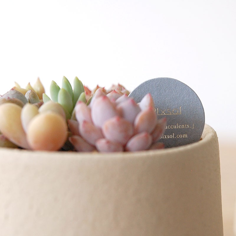 送料無料!【 CACTUS 】 Mother’s day gift 2026 x Japan made recycle pot
