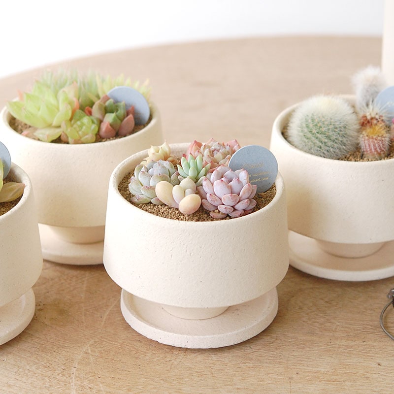 送料無料!【 CACTUS 】 Mother’s day gift 2026 x Japan made recycle pot