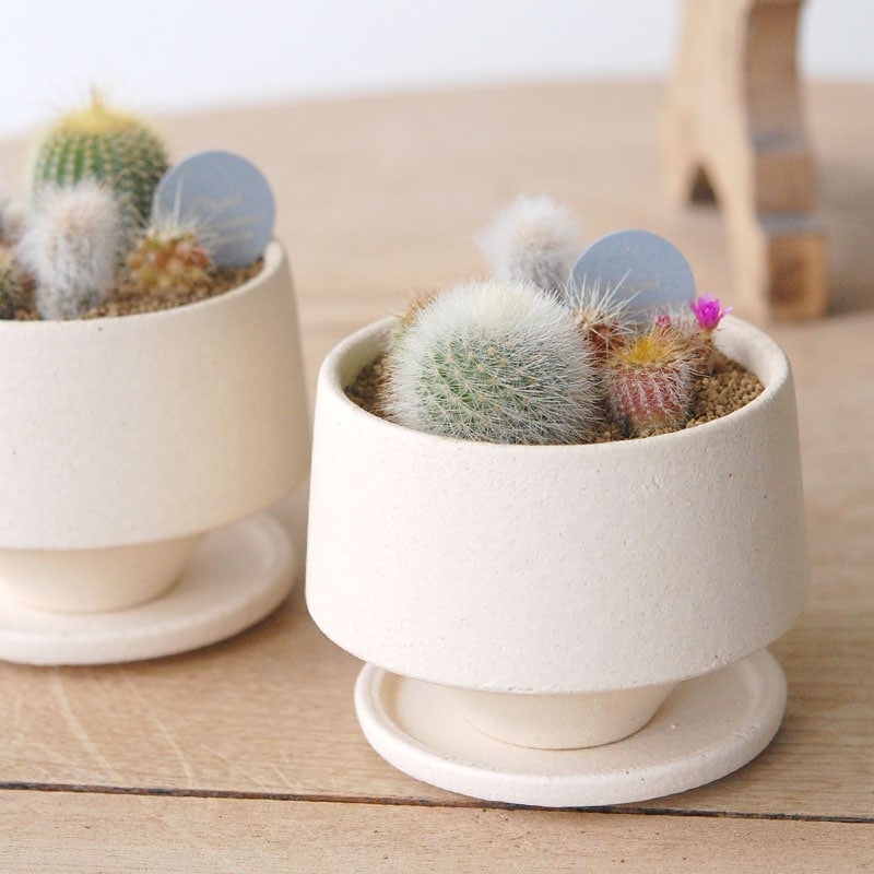 送料無料!【 CACTUS 】 Mother’s day gift 2026 x Japan made recycle pot