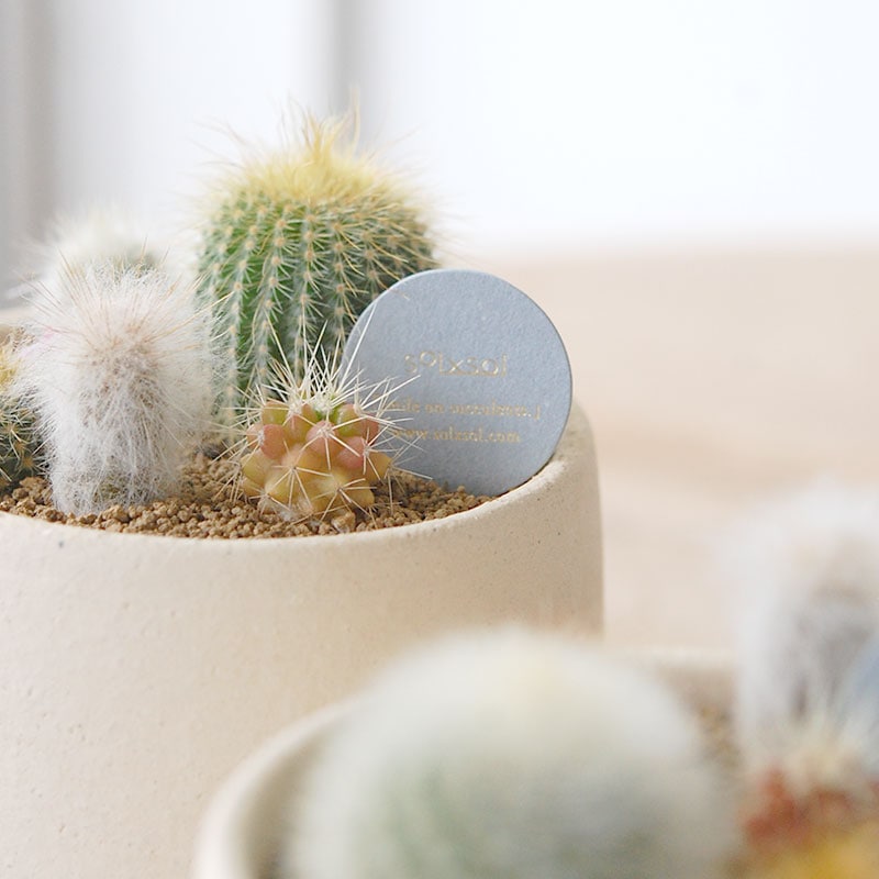 送料無料!【 CACTUS 】 Mother’s day gift 2026 x Japan made recycle pot