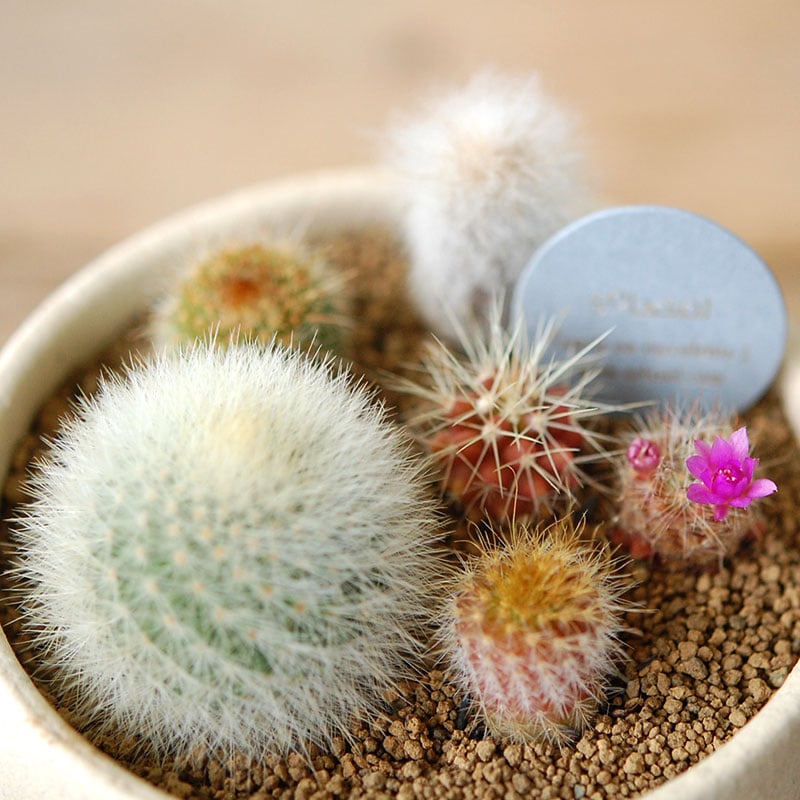 送料無料!【 CACTUS 】 Mother’s day gift 2026 x Japan made recycle pot