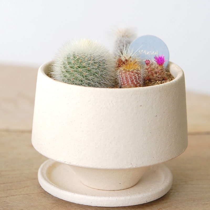 送料無料!【 CACTUS 】 Mother’s day gift 2026 x Japan made recycle pot