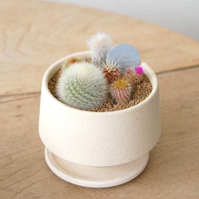 送料無料!【 CACTUS 】 Mother’s day gift 2026 x Japan made recycle pot