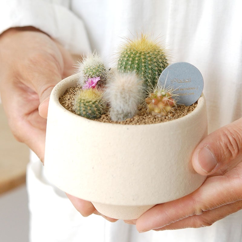 送料無料!【 CACTUS 】 Mother’s day gift 2026 x Japan made recycle pot