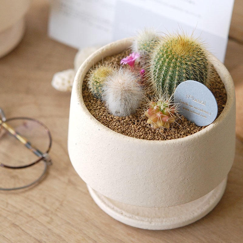 送料無料!【 CACTUS 】 Mother’s day gift 2026 x Japan made recycle pot