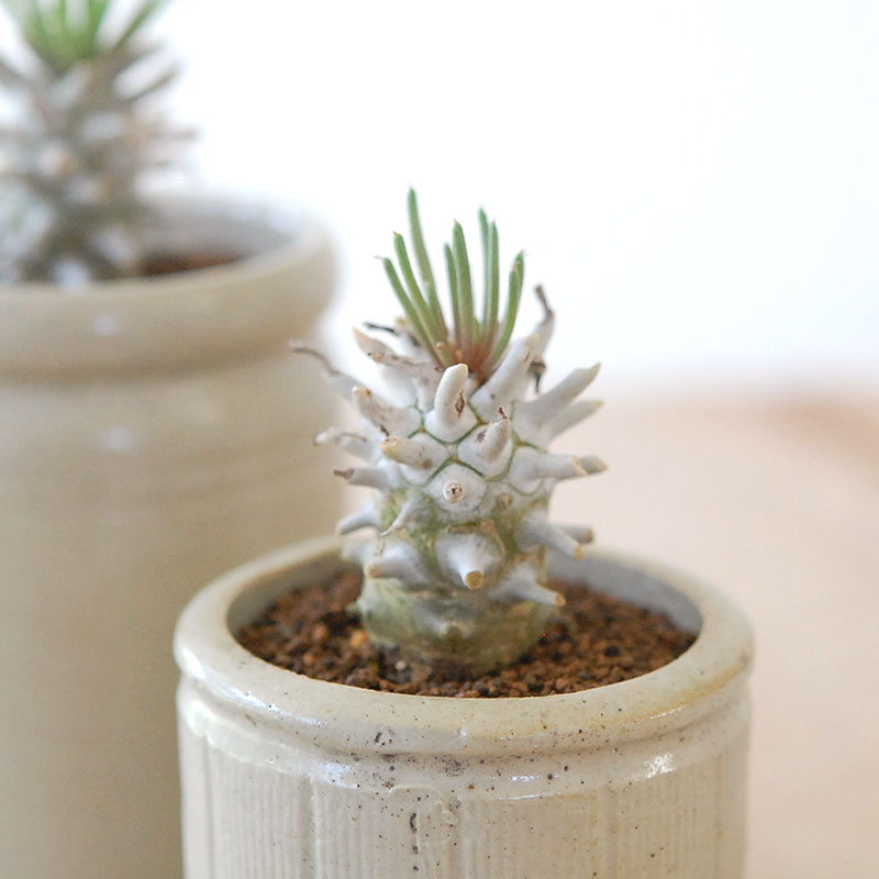 Tylecodon ワリチー x antique pot