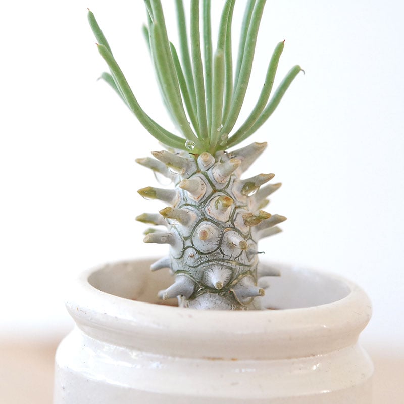 Tylecodon ワリチー x antique pot