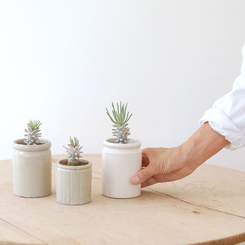 Tylecodon ワリチー x antique pot