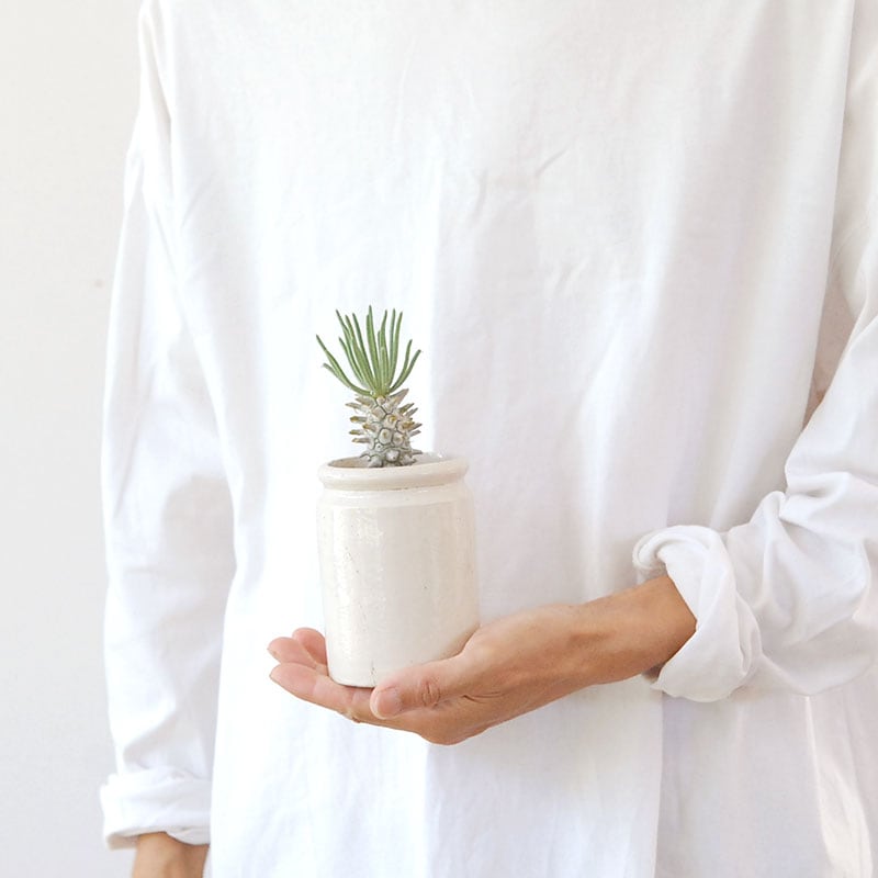 Tylecodon ワリチー x antique pot