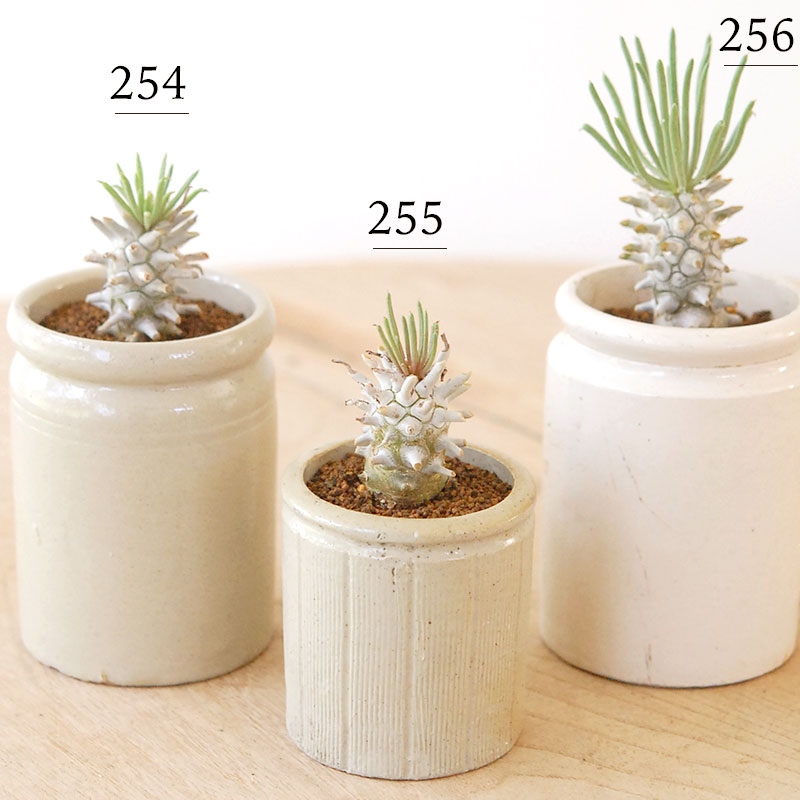 Tylecodon ワリチー x antique pot