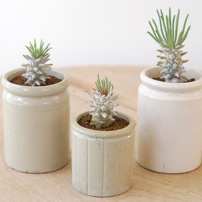 Tylecodon ワリチー x antique pot