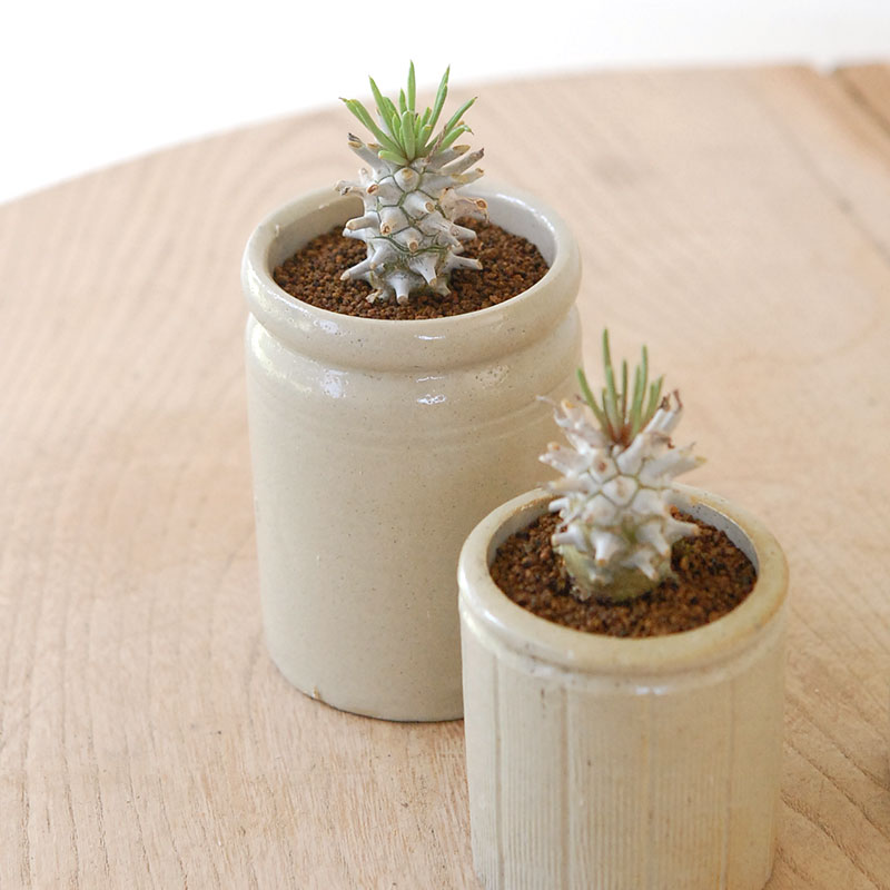 Tylecodon ワリチー x antique pot