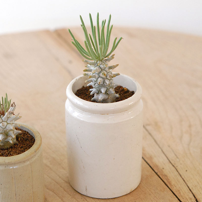 Tylecodon ワリチー x antique pot