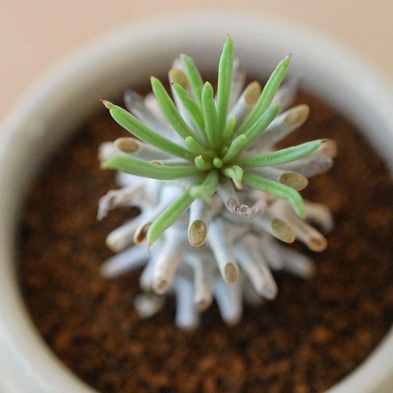 Tylecodon ワリチー x antique pot