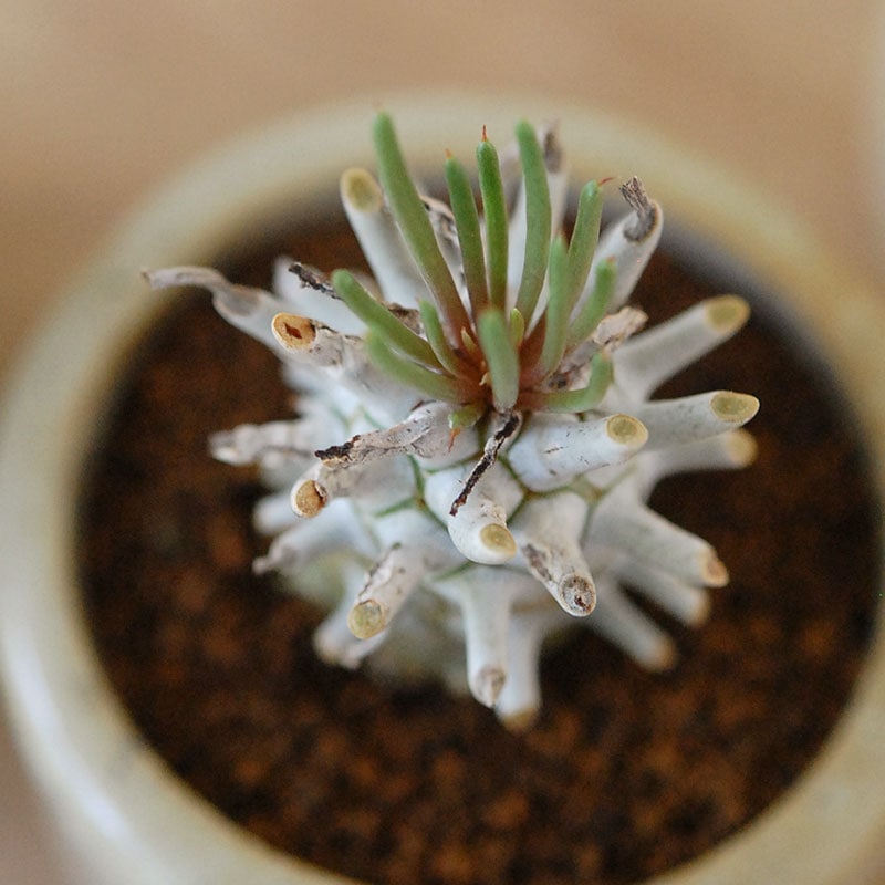 Tylecodon ワリチー x antique pot