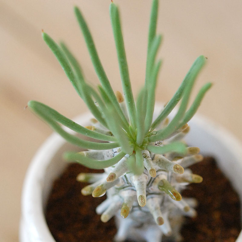 Tylecodon ワリチー x antique pot