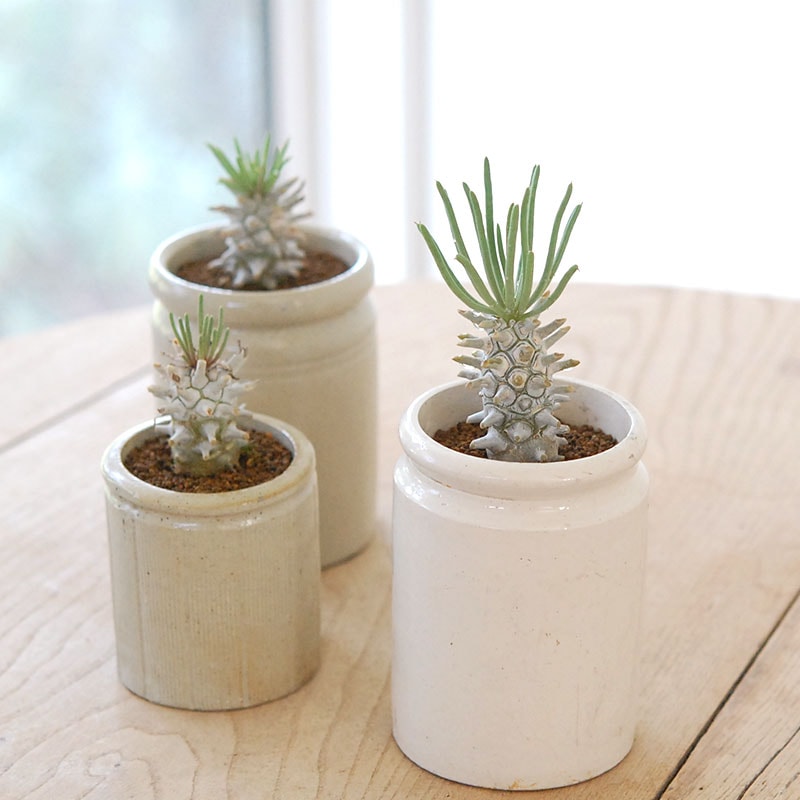 Tylecodon ワリチー x antique pot