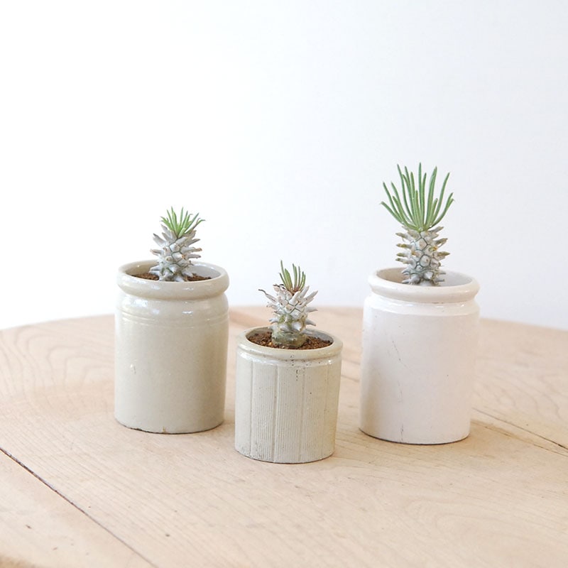 Tylecodon ワリチー x antique pot